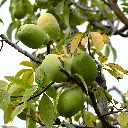 Chinese kwee_VK_AdobeStock_1780395487.webp