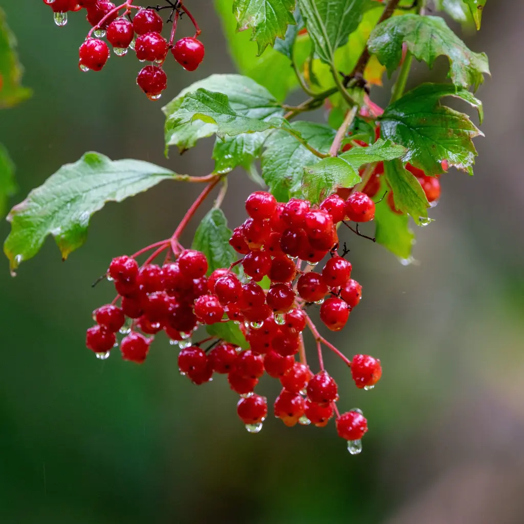Viburnum Opulus_VK_AdobeStock_2170081404.webp