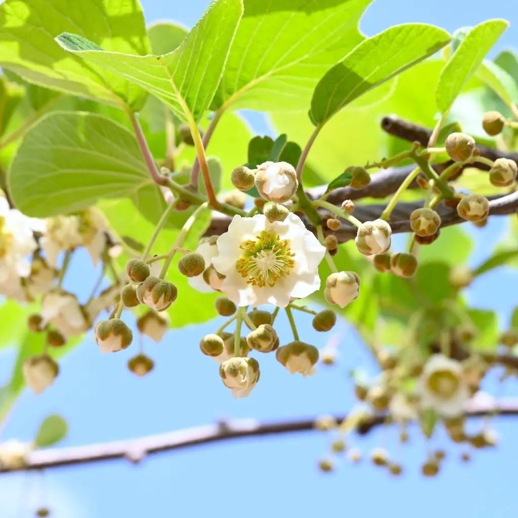 Kiwi Jenny_AdobeStock_VK_1992451923.webp