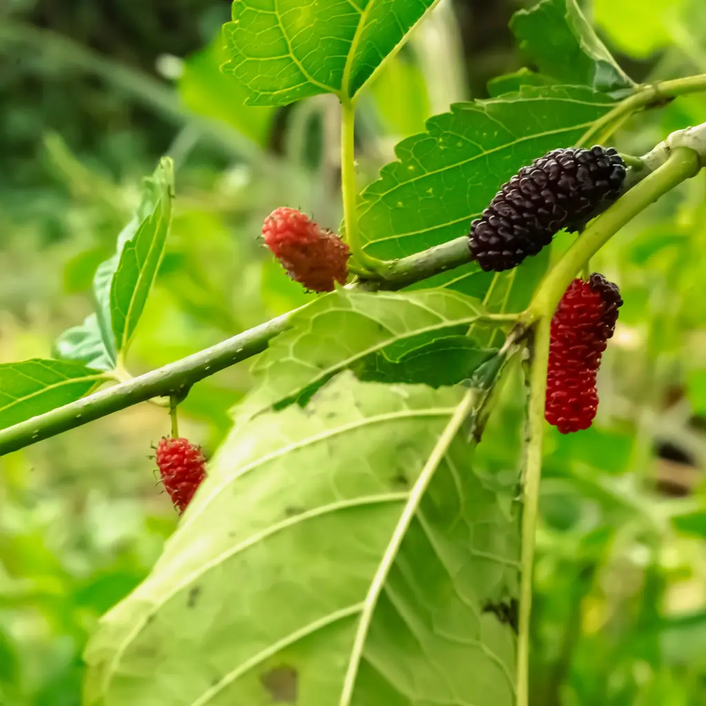 Moerbeiboom Illinois Everbearing_VK_AdobeStock_2013607381.webp