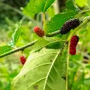 Moerbeiboom Illinois Everbearing_VK_AdobeStock_2013607381.webp