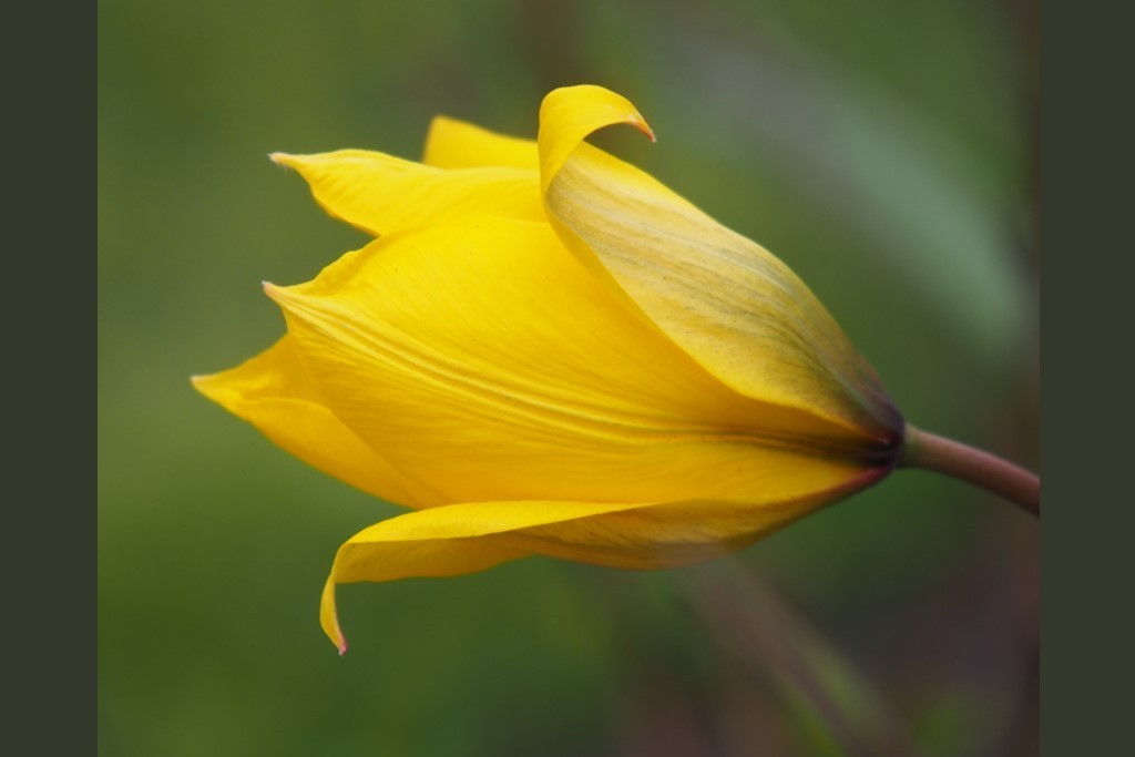 Tulipa sylvestris - BIO