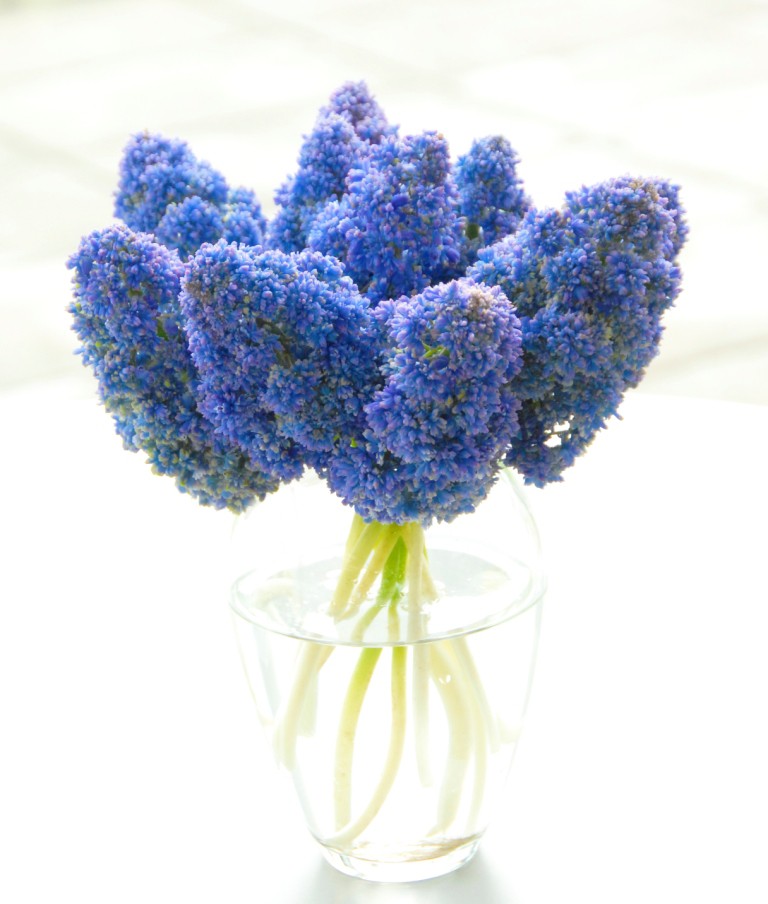 Muscari Fantasy Creation - BIO