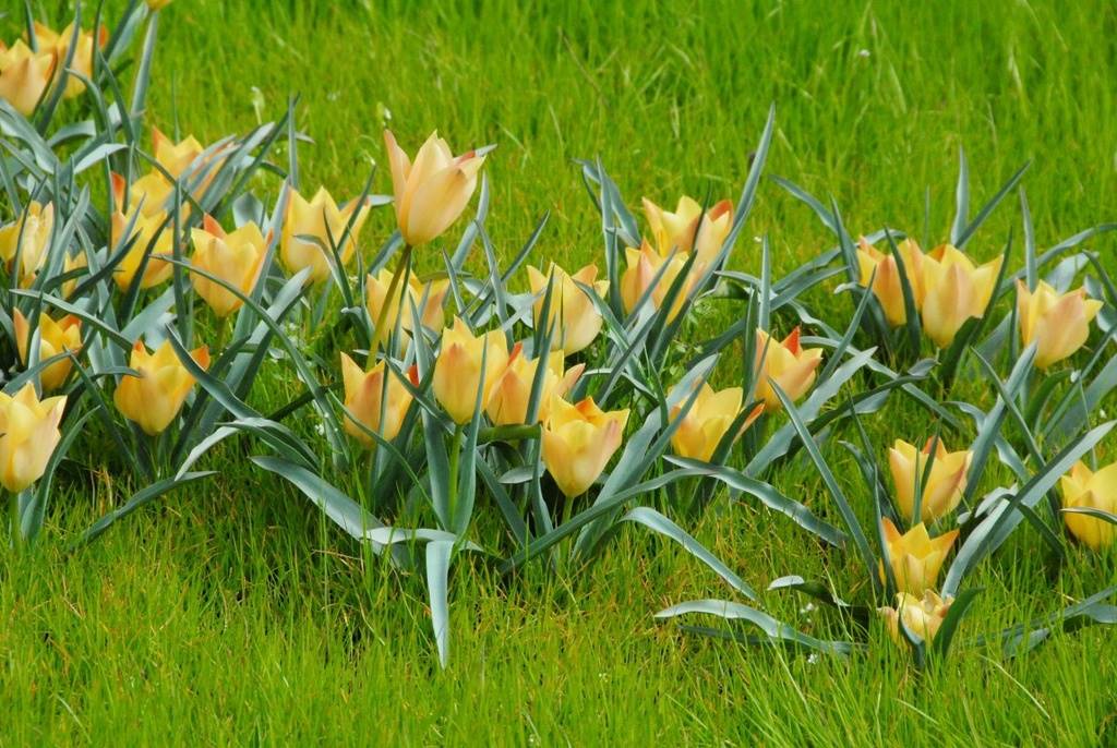 Tulipa batalinii Bronze Charm - BIO