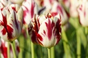 Tulipa Grand Perfection - BIO