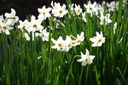 Narcissus Recurvus - BIO