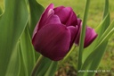 Tulipa Negrita - BIO