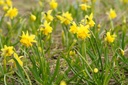 Narcissus Tete Rosette - BIO