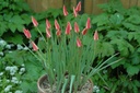 Tulipa clusiana Tinka - BIO