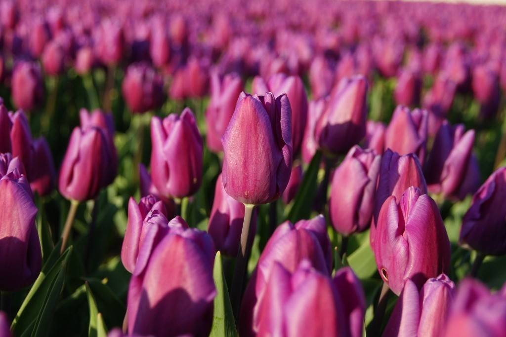 Tulipa Purple Flag - BIO