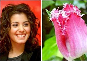 Tulipa Katie Melua