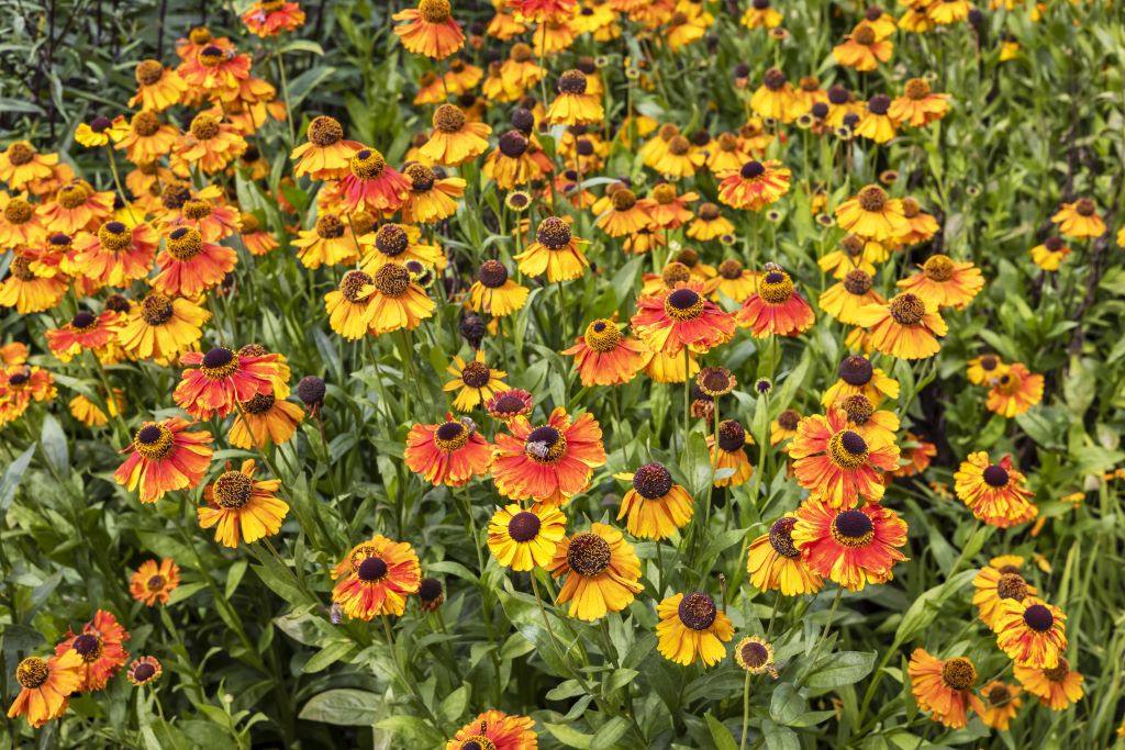 Helenium 'Sahins Early Flowerer'- BIO