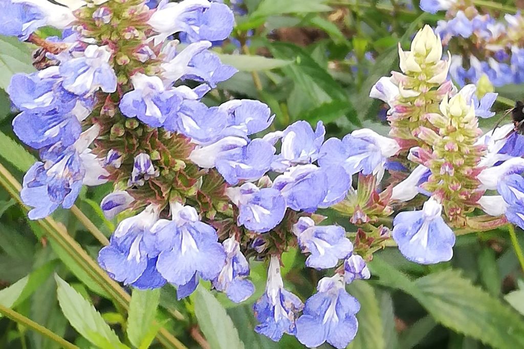 Salvia 'Azure Snow'- BIO