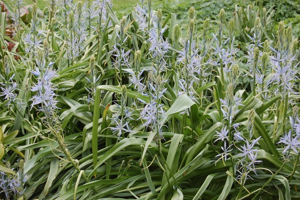 Camassia Cusickii