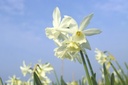 Narcissus Thalia - BIO
