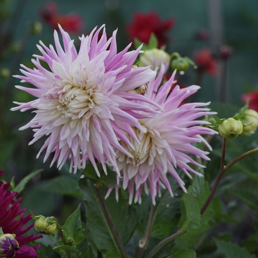 [B1010-1] Dahlia Kiev - BIO (1 løg)
