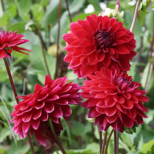 [B1013-1] Dahlia Menorca - BIO (1 løg)