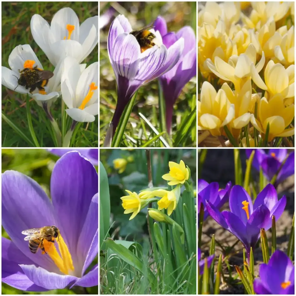 Queen Appetizers Bee Banquet - BIO