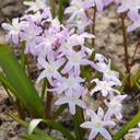 Snepryd - Chionodoxa Pink Giant - BIO