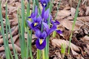 Iris Reticulata Harmony - BIO