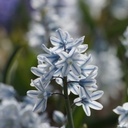 Porcelænshyacint - Puschkinia Libanotica - BIO