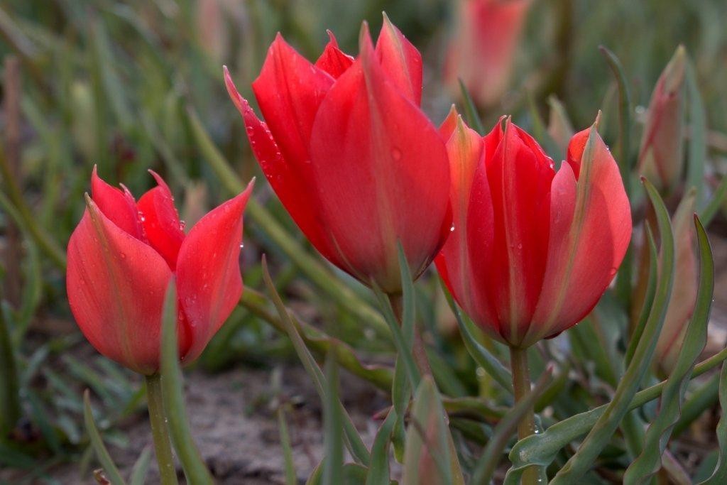 Tulipa Linifolia - BIO