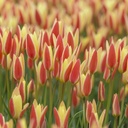 Tulipa Clusiana Tinka - BIO