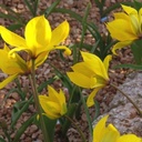 Vild Tulipan - Tulipa Sylvestris - BIO