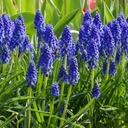 Perlehyacint - Muscari Armeniacum - BIO