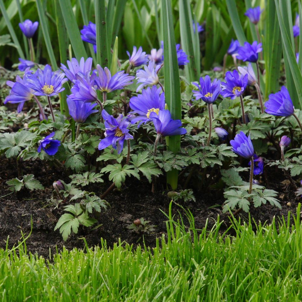 Anemone Blanda - Balkan Anemone - BIO