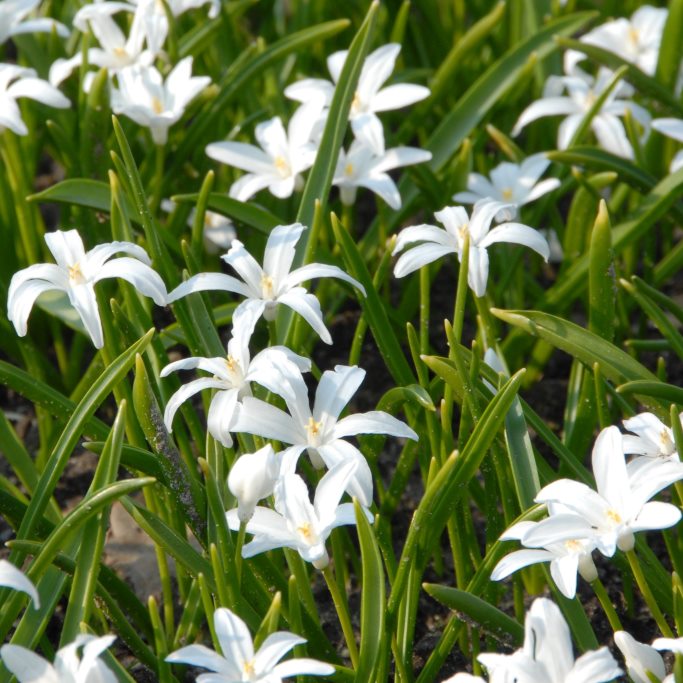 Snepryd - Chionodoxa Alba - BIO