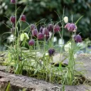 Vibeæg - Fritillaria Meleagris - BIO
