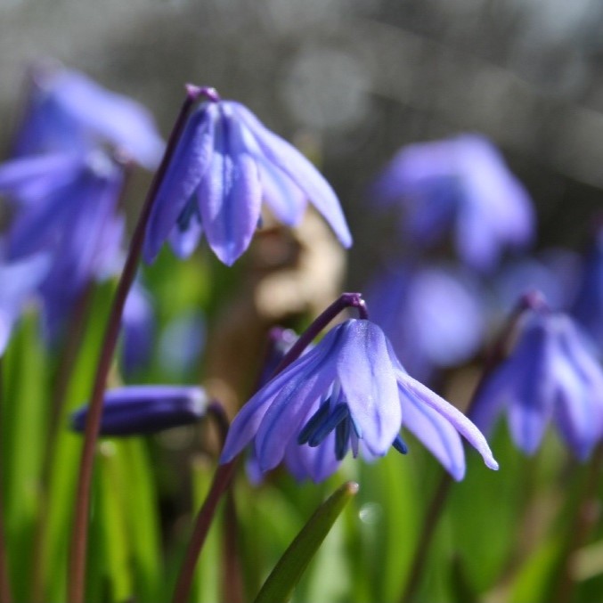 Scilla Siberica - Russisk Skilla - BIO