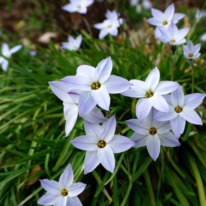 Ipheion Uniflorum - Vårstjerne - BIO