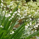 Leucojum Gravetye Giant - Sommer-Hvidblomme - BIO
