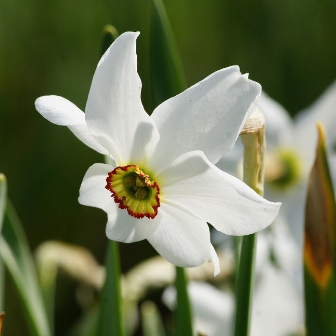 Pinselilje - Narcis Recurvus - BIO