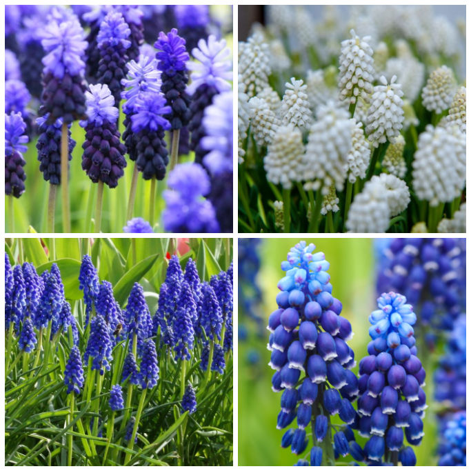 Perlehyacinter - Muscari Blanding Blå-Hvid - BIO