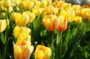 Tulipa Beauty of Spring - BIO
