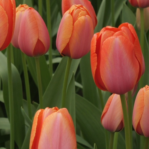 [A1121-7] Tulipa Apricot Impression - BIO (7 løg)