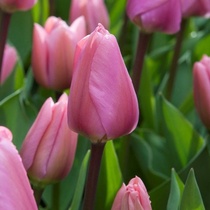 Tulipa Big Love - BIO