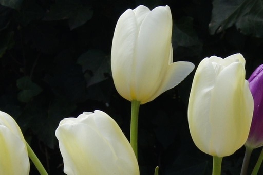 [A1057-7] Tulipa Catharina - BIO (7 løg)
