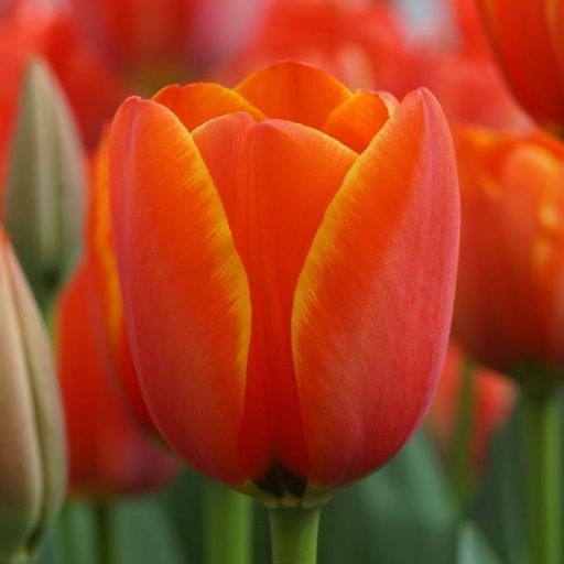 [A1127-7] Tulipa Dafeng - BIO (7 løg)