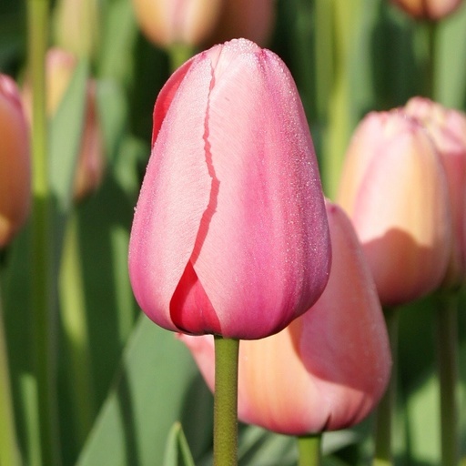 [A1015-7] Tulipa Pink Impression - BIO (7 løg)