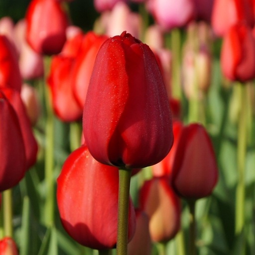 [A1014-7] Tulipa Red Impression - BIO (7 løg)