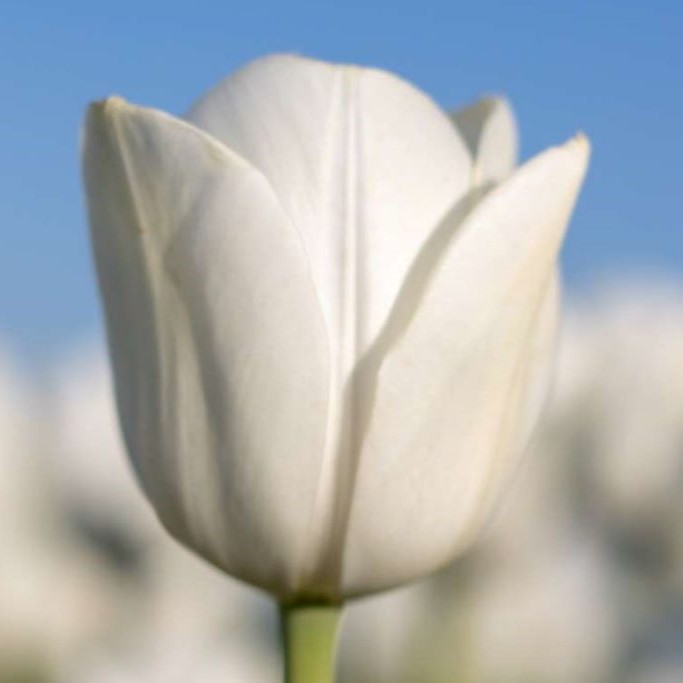 Tulipa Royal Virgin - BIO