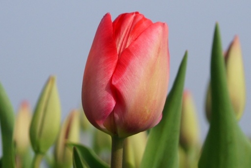 [A1004-7] Tulipa Van Eijk - BIO (7 løg)