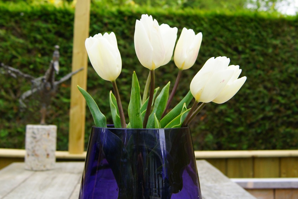 Tulipa White Prince - BIO