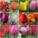 Efterårssalg blomsterløg TULIPANER 36 p - BIO