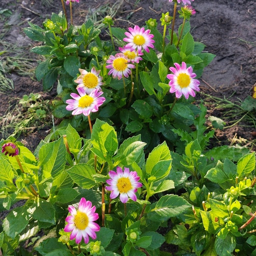 [B1033-1] Dahlia Sweetheart - BIO (1 løg)