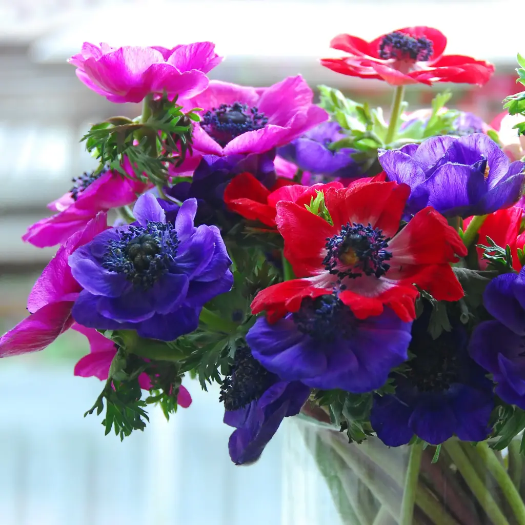 Anemone de Caen - BIO